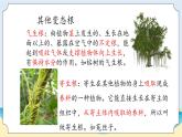 1.1《植物的根》教学课件