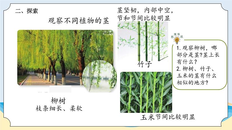 1.2《植物的茎》教学课件03