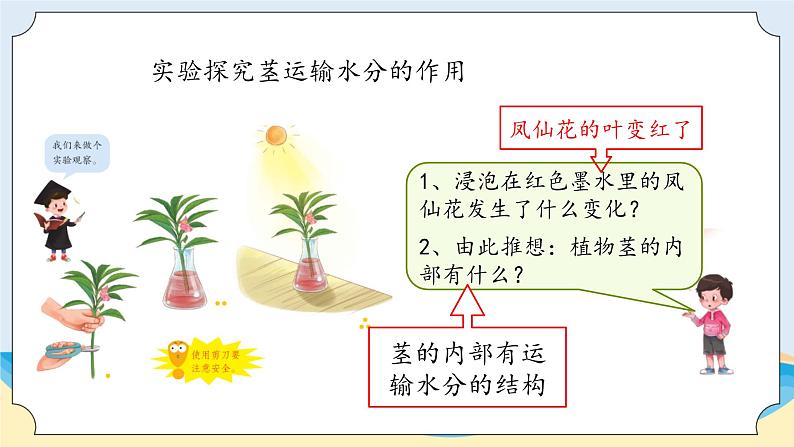 1.2《植物的茎》教学课件08