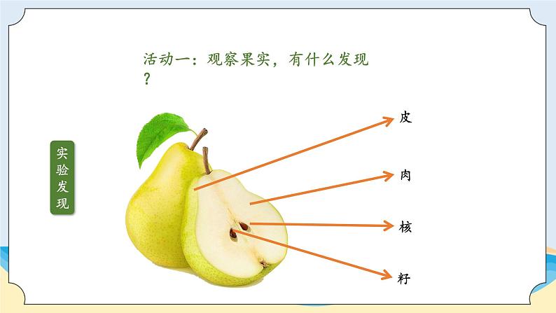 1.5《植物的果实》教学课件08