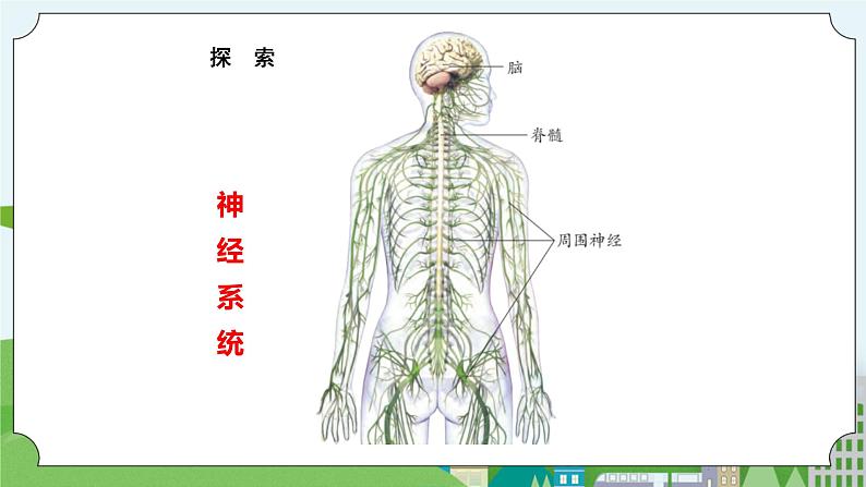 新苏教版科学五年级上册  5.18《从刺激到反应》 课件+教案05