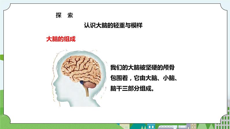 新苏教版科学五年级上册19我们的大脑 课件第3页