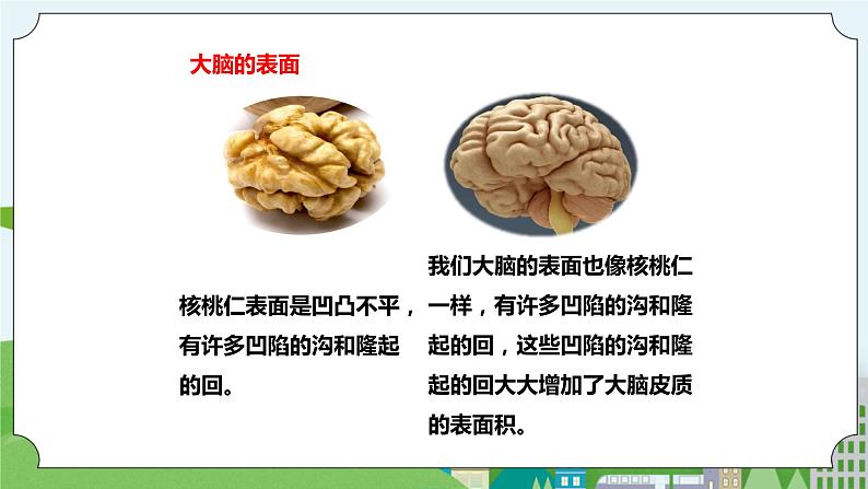 新苏教版科学五年级上册19我们的大脑 课件第5页