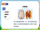 苏教版科学五年级上册19《我们的大脑》课件+教案+练习