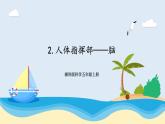 湘科版科学五年级上册1.2人体指挥部—脑 课件+教案