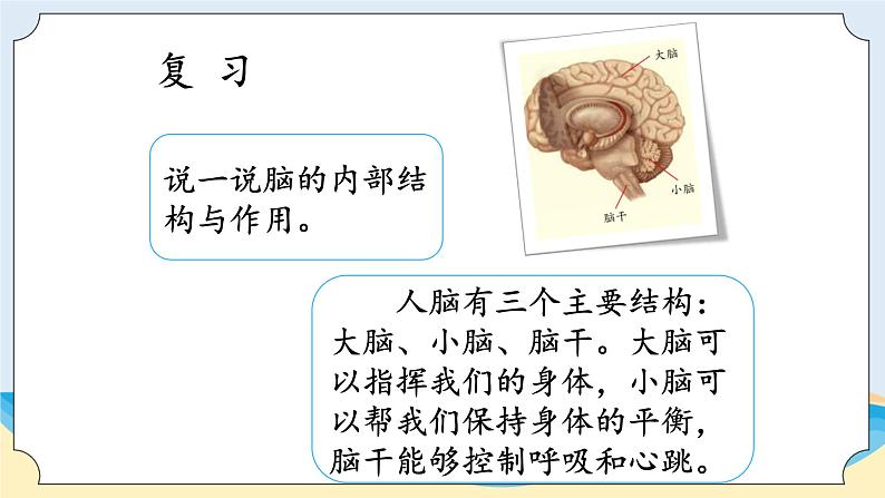 湘科版科学五年级上册1.3保护我们的脑 课件+教案02