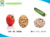 蘇教版科學(xué)三年級下冊1種子發(fā)芽了PPT課件
