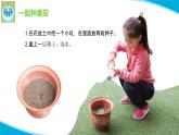 蘇教版科學(xué)三年級下冊1種子發(fā)芽了PPT課件