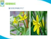 蘇教版科學(xué)三年級(jí)下冊(cè)3植物開(kāi)花了PPT課件