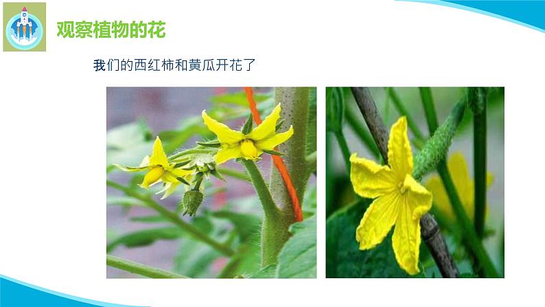 苏教版科学三年级下册3植物开花了PPT课件03