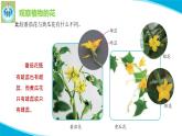 蘇教版科學(xué)三年級(jí)下冊(cè)3植物開(kāi)花了PPT課件