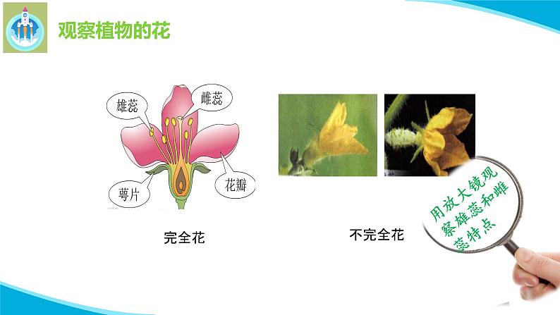 苏教版科学三年级下册3植物开花了PPT课件06