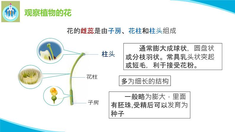 苏教版科学三年级下册3植物开花了PPT课件08