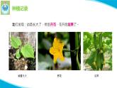 苏教版科学三年级下册4植物结果了PPT课件