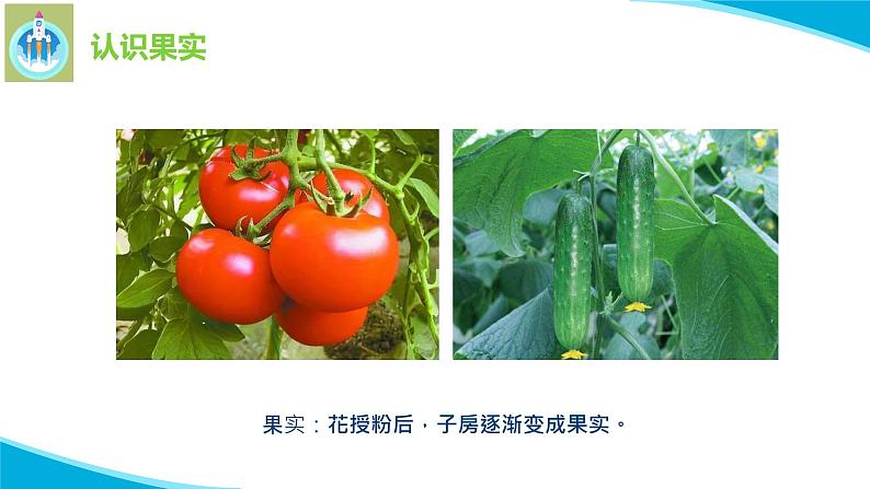 苏教版科学三年级下册4植物结果了PPT课件08