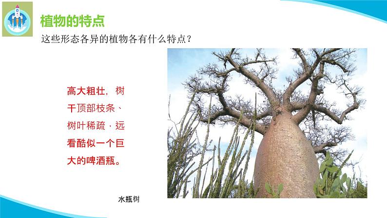 苏教版科学三年级下册5不同环境里的植物PPT课件03