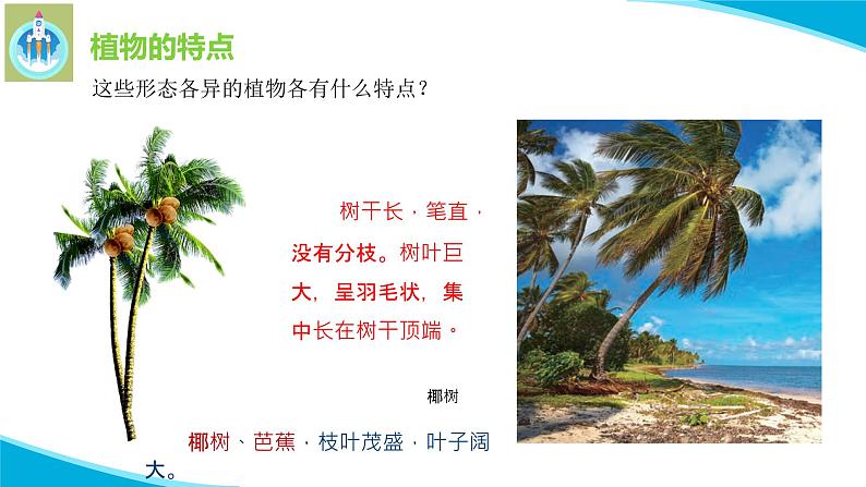 苏教版科学三年级下册5不同环境里的植物PPT课件05