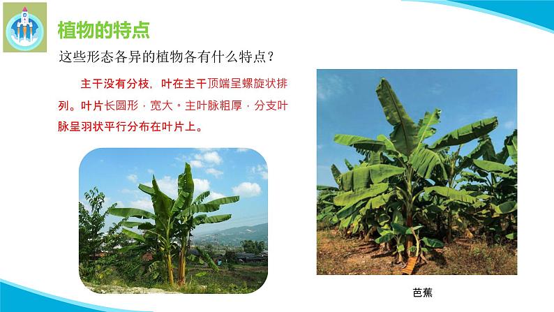 苏教版科学三年级下册5不同环境里的植物PPT课件07