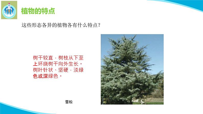 苏教版科学三年级下册5不同环境里的植物PPT课件08