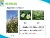 苏教版科学三年级下册7水里的植物PPT课件