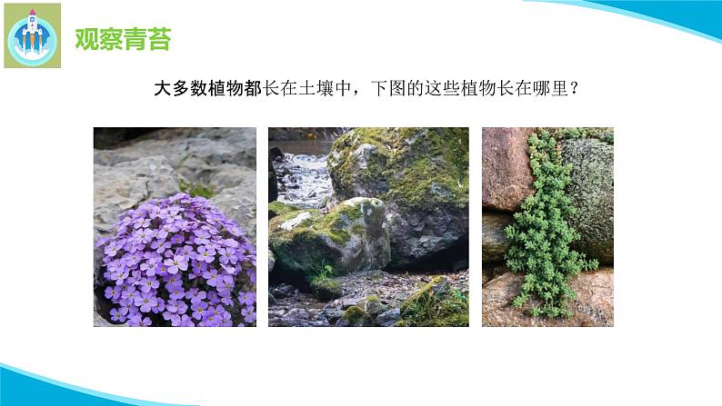 苏教版科学三年级下册8石头上的植物PPT课件03