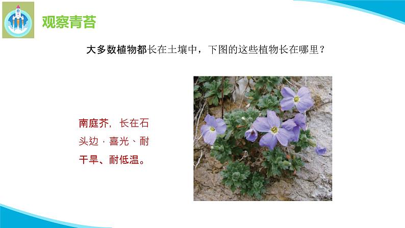 苏教版科学三年级下册8石头上的植物PPT课件04