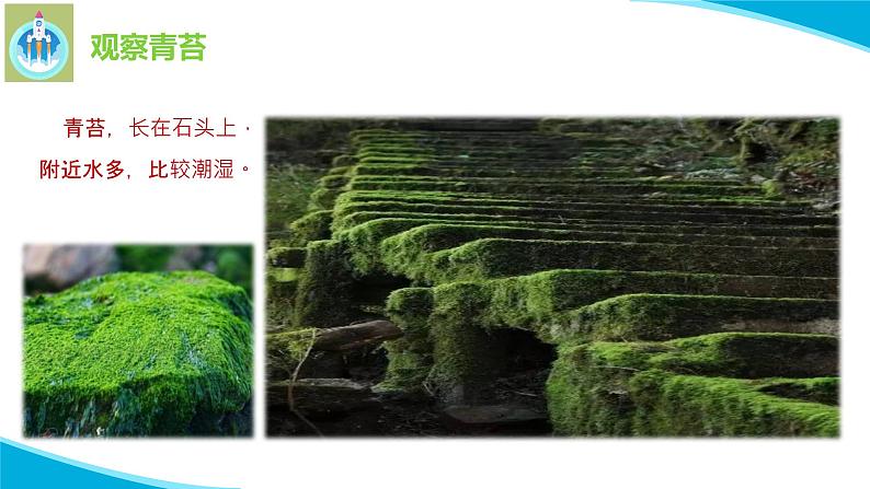 苏教版科学三年级下册8石头上的植物PPT课件05