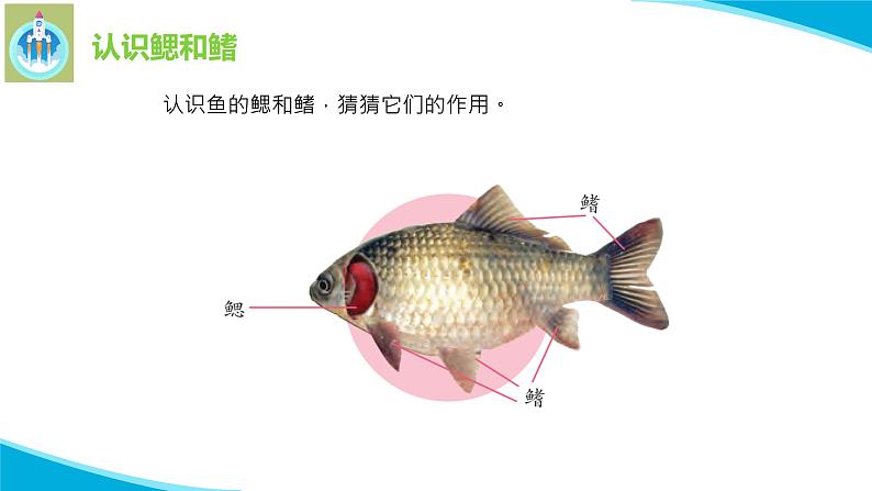 最新苏教版科学四年级上册2鱼类PPT课件08