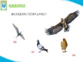 最新苏教版科学四年级上册3鸟类PPT课件