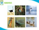 最新苏教版科学四年级上册3鸟类PPT课件