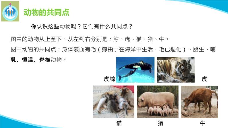 最新苏教版科学四年级上册4哺乳类PPT课件04