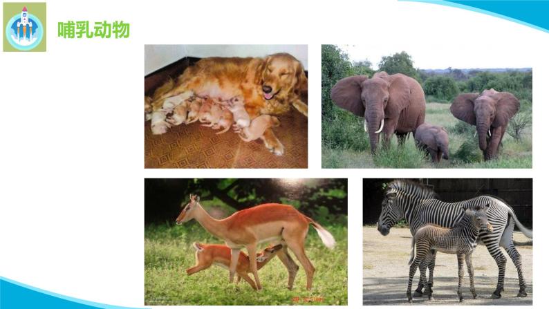 最新苏教版科学四年级上册4哺乳类PPT课件07