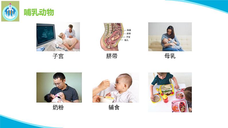 最新苏教版科学四年级上册4哺乳类PPT课件08