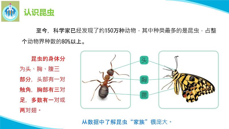 苏教版科学四年级下册9庞大的家族PPT课件05