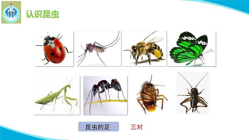 苏教版科学四年级下册9庞大的家族PPT课件07