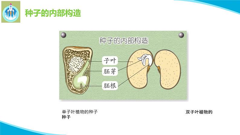 苏教版科学四年级下册12用种子繁殖PPT课件05