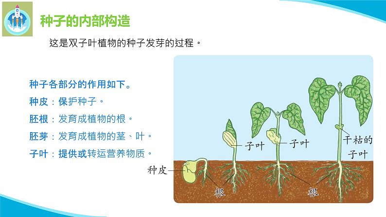 苏教版科学四年级下册12用种子繁殖PPT课件06