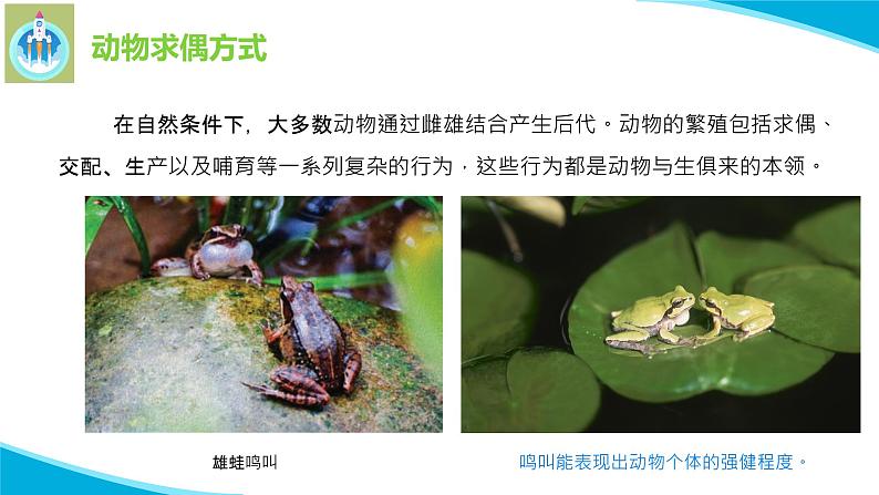 苏教版科学四年级下册14动物的繁殖PPT课件03