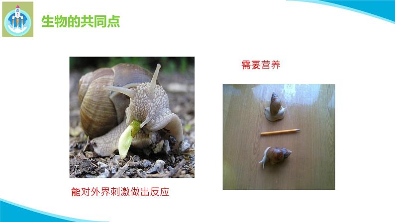 苏教版科学四年级下册15生物与非生物PPT课件07