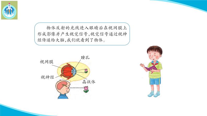 新版苏教版科学-18从刺激到反应-五年级上册PPT课件第3页