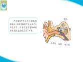 新版蘇教版科學-18從刺激到反應-五年級上冊PPT課件