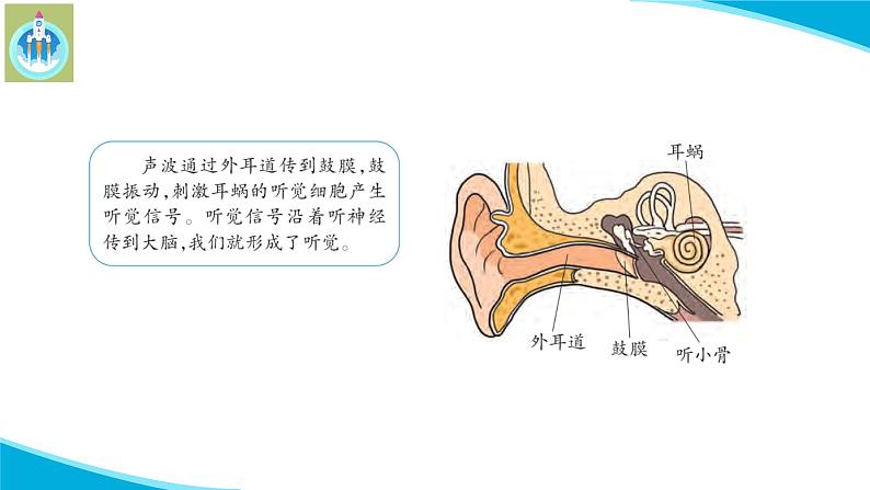 新版苏教版科学-18从刺激到反应-五年级上册PPT课件第4页