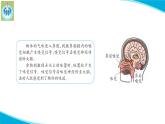 新版蘇教版科學-18從刺激到反應-五年級上冊PPT課件