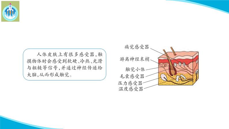 新版苏教版科学-18从刺激到反应-五年级上册PPT课件第6页