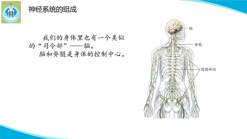 新版苏教版科学-18从刺激到反应-五年级上册PPT课件第8页