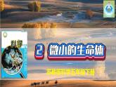 苏教版科学五年级下册2微小的生命体PPT课件完美版