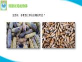 蘇教版科學五年級下冊3發(fā)霉與防霉PPT課件完美版