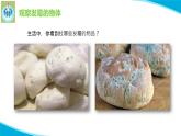 蘇教版科學五年級下冊3發(fā)霉與防霉PPT課件完美版