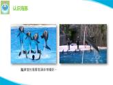 苏教版科学五年级下册7海豚与声呐PPT课件完美版