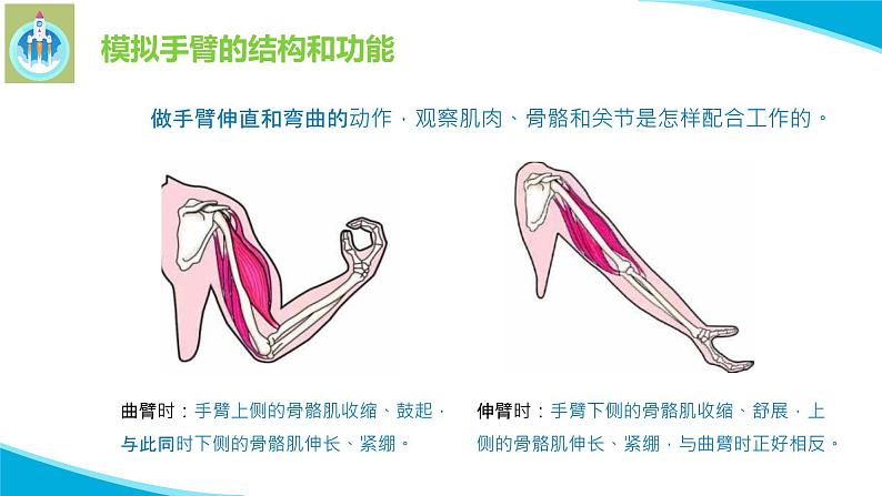 苏教版科学五年级下册8我们来仿生PPT课件完美版05